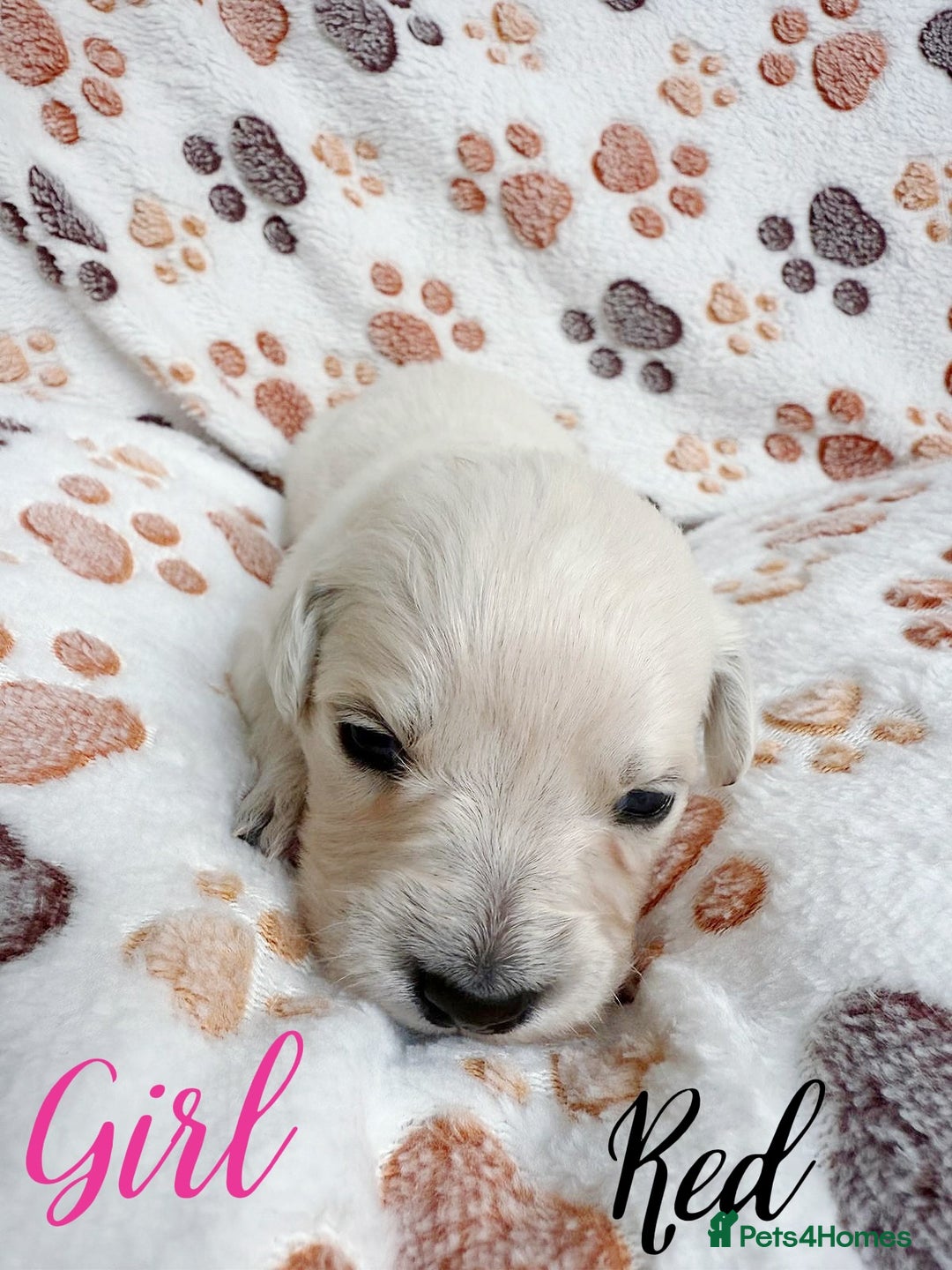 Golden Retriever dogs for sale: 1 LEFT *Ready to Go* Golden Retriever puppies 🐾 - Image 20