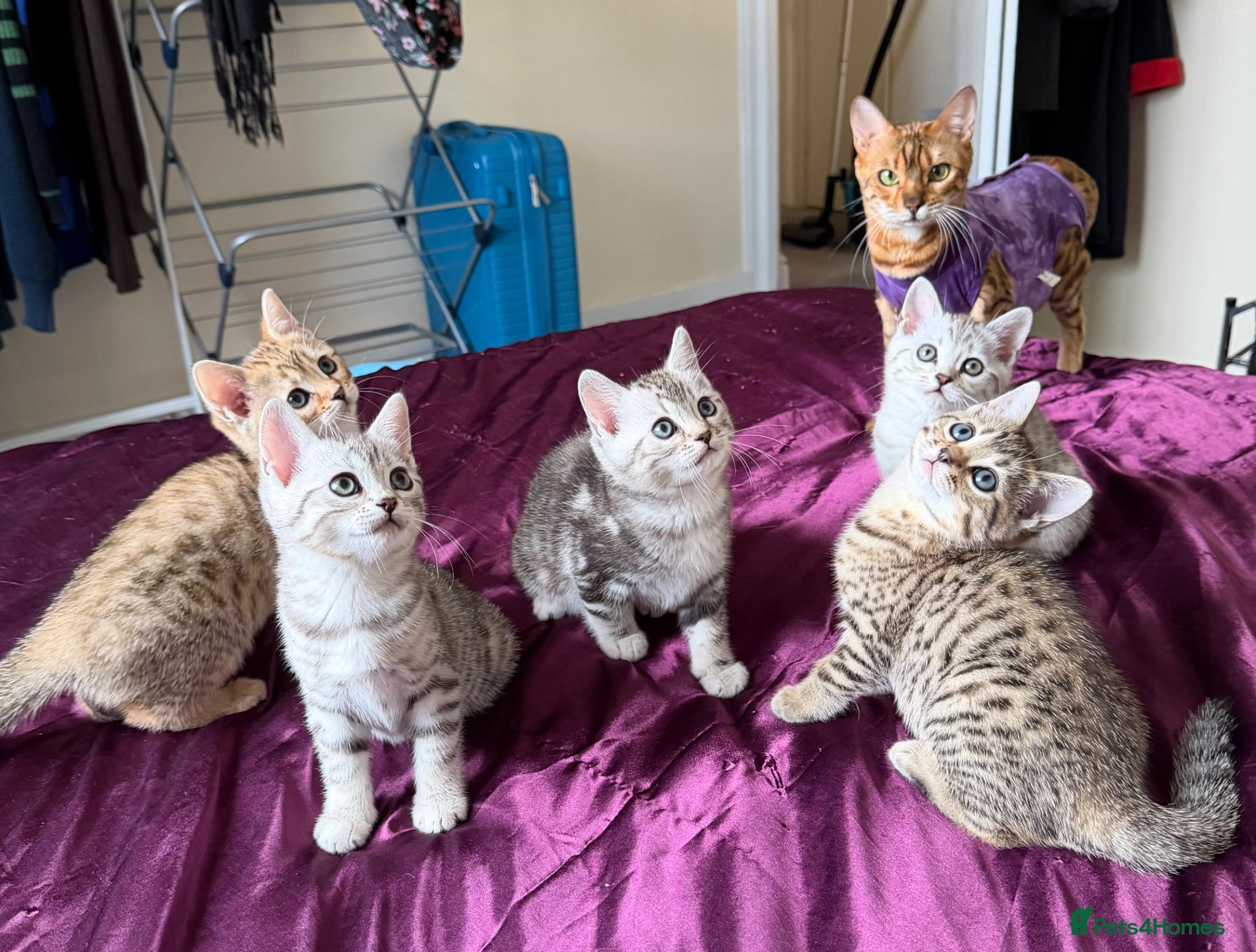 Mixed Breed cats for sale: Bengal X Scottish Straight Hybrid - Advert 1