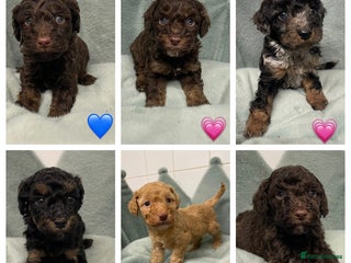 Cavapoo dogs Ready 22nd Dec f1b cavapoos - Advert 7