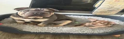 Mixed Breed dogs for sale: Velvet French bulldog boy  - Advert 9