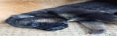 Shepsky Puppy 5