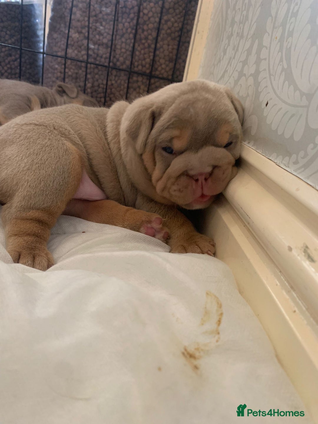 English Bulldog dogs for stud: full suited English bulldog stud well proven in Leicester - Advert 16