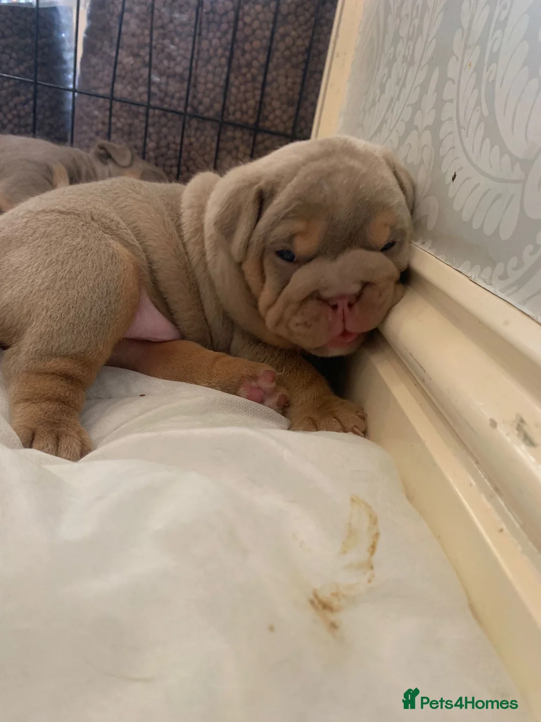 English Bulldog dogs for stud: full suited English bulldog stud well proven in Leicester - Advert 16