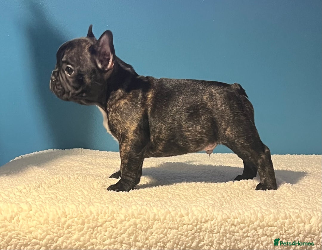 French Bulldog dogs for sale: Standard French bulldogs  - Image 1