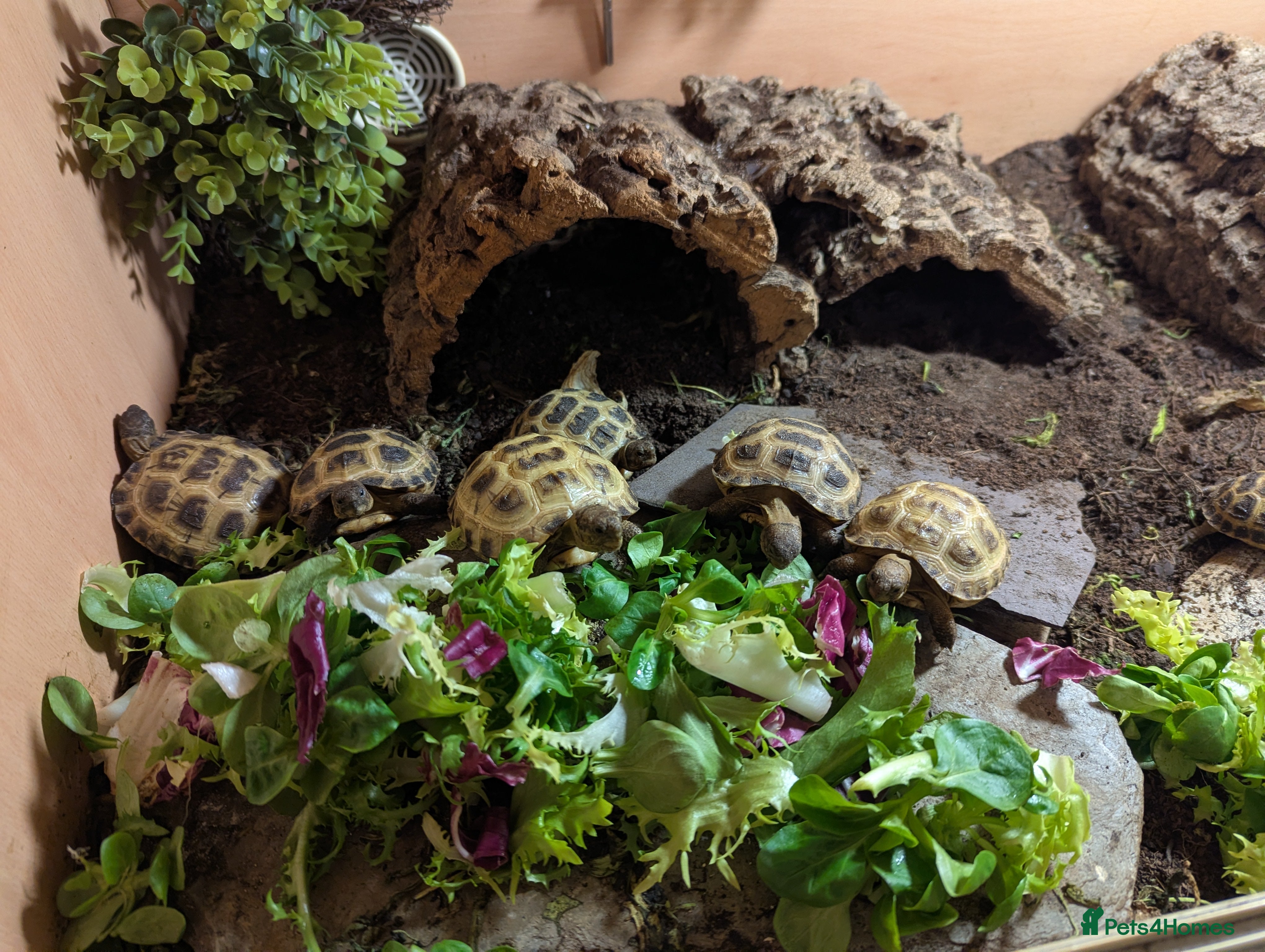 Tortoise reptiles Horsefield Tortoise babies - Advert 2