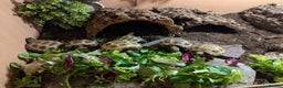Tortoise reptiles for sale: Horsefield Tortoise babies - Advert 1