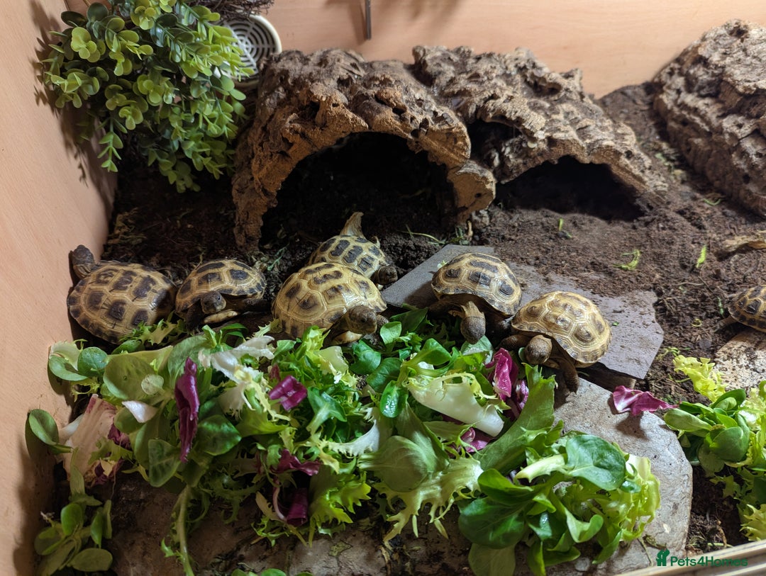 Tortoise reptiles for sale: Horsefield Tortoise babies - Advert 1