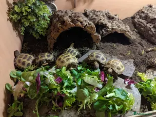 Tortoise reptiles Horsefield Tortoise babies - Advert 8