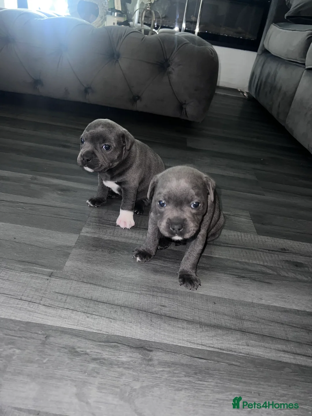 Staffordshire Bull Terrier dogs for sale: LAST BOY LEFT KC REGISTERED 5 STAR BLUE   - Advert 16