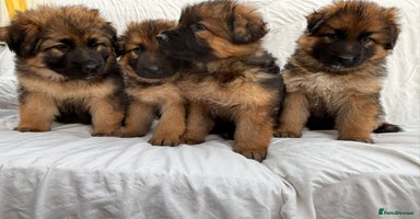 German Shepherd dogs - Advert 3