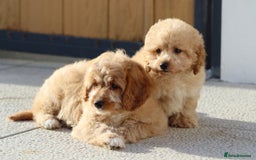 Cavapoo dogs for sale: F1 Cavapoo puppies for sale FULLY VACCINATED - Advert 7