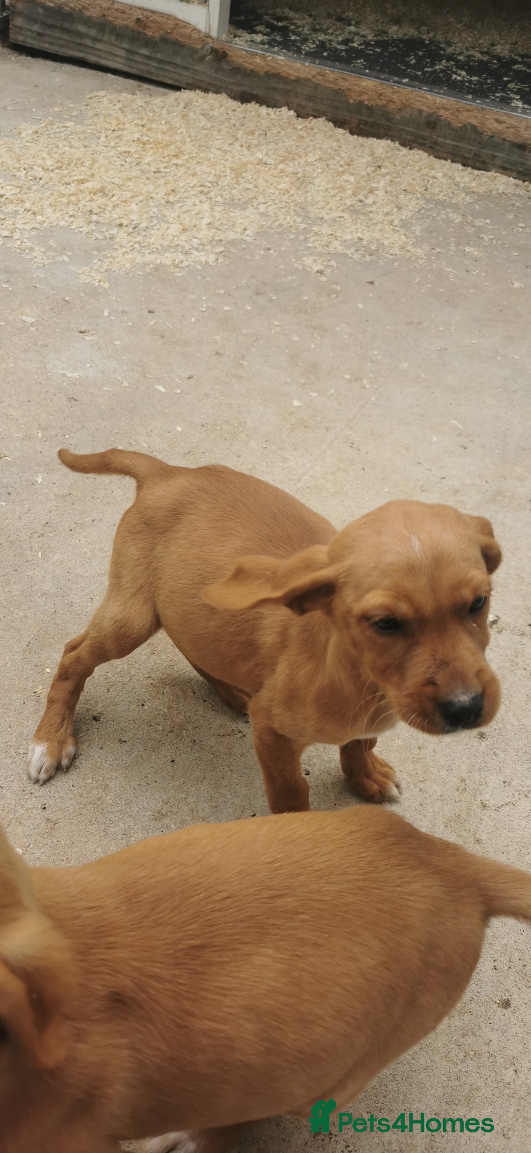 Mixed Breed dogs for sale: Beautiful litter of f1 setterdors  - Image 8