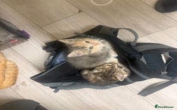 Persian cats for sale: Stunning half Exotic Persian kittens for sale.  - Image 8