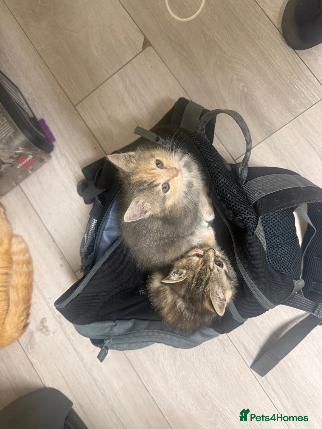 Persian cats for sale: Stunning half Exotic Persian kittens for sale.  - Image 8