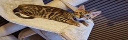 Bengal cats for sale: Beautiful kitten❤️Ready to go 😍  - Advert 10