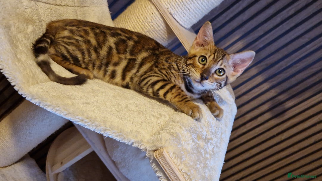 Bengal cats for sale: Beautiful kitten❤️Ready to go 😍  - Advert 10