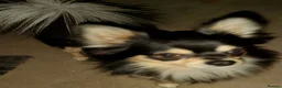 Chihuahua dogs for stud: Stud Chihuahua in Exmouth  - Advert 9