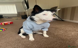 Border Collie dogs for sale: Atlas, beautiful border collie - Image 3