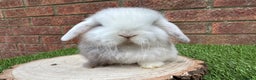 Mini Lop rabbits for sale: Stunning purebred mini lop ready to reserve  - Advert 4