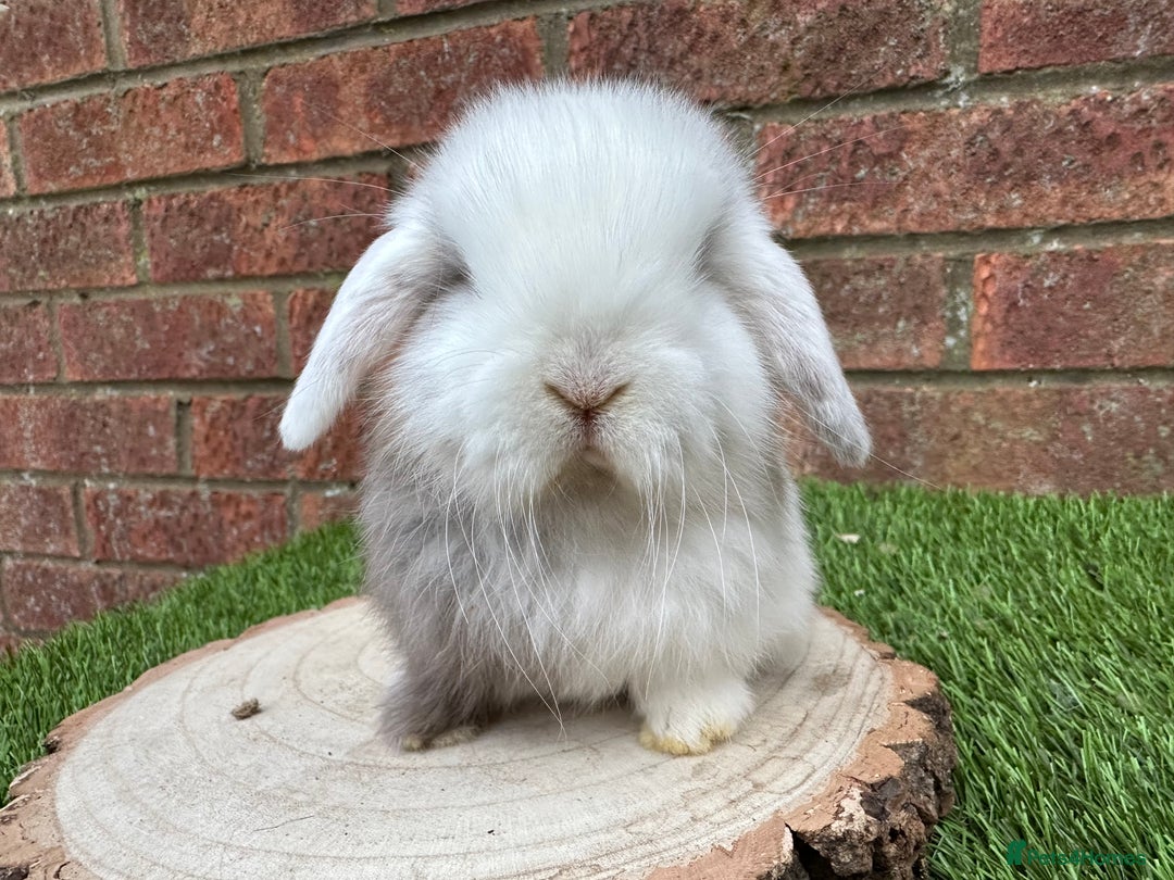 Mini Lop rabbits for sale: Stunning purebred mini lop ready to reserve  - Advert 4