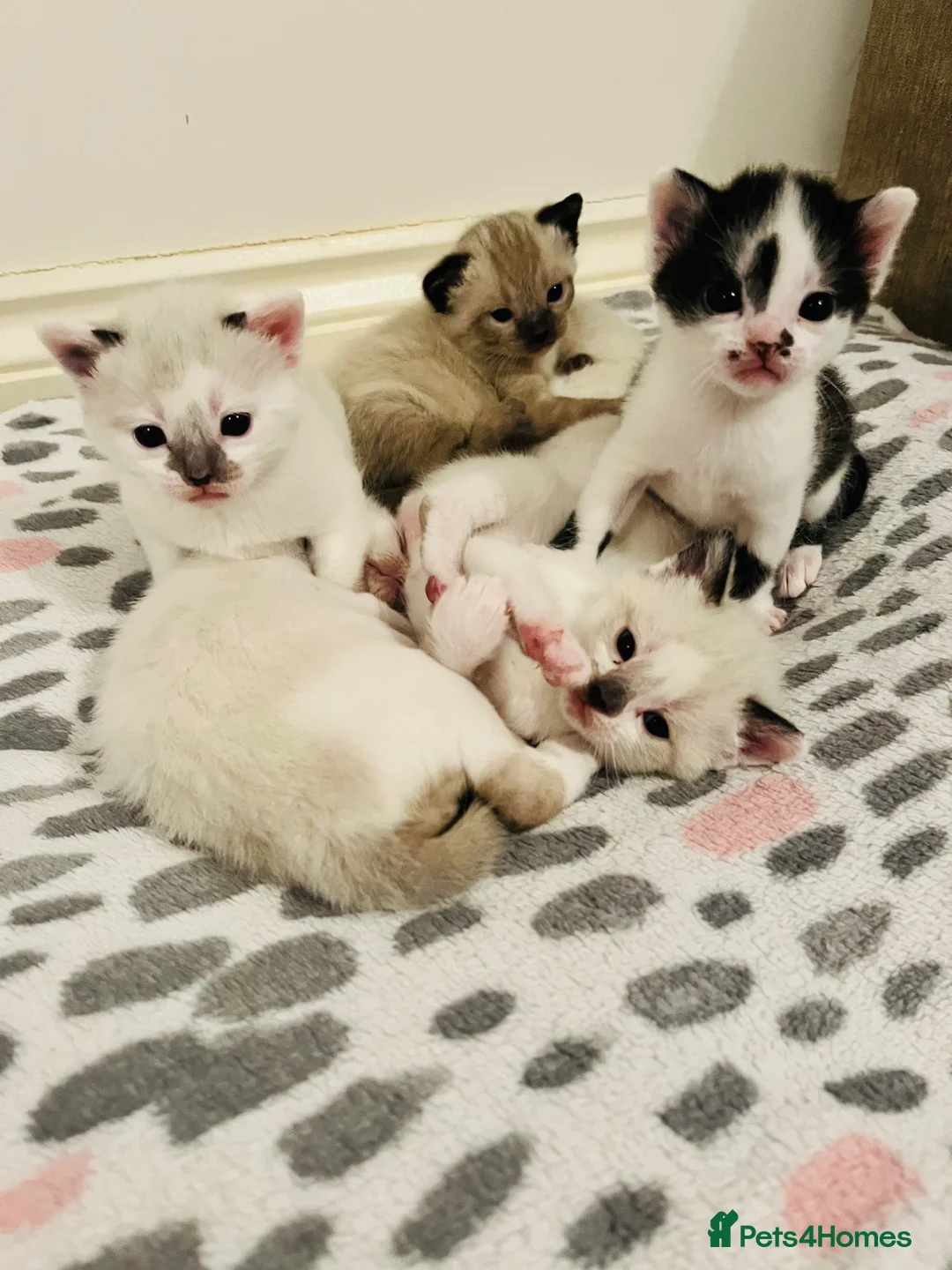 Mixed Breed cats for sale: Gorgeous Snowshoe Siamese Kittens  - Advert 10