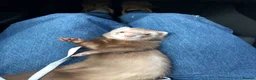 Ferret rodents for sale: Ferret for sale - Advert 12