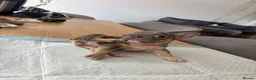 French Bulldog dogs for sale: French bulldog ( fluffy bloodline) - Advert 32