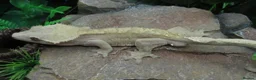 Gecko reptiles for sale: Crested gecko collection for sale - Proven Adults - Advert 10