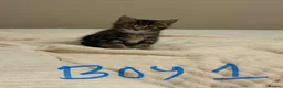 Mixed Breed cats for sale: 2 boy kittens for sale - Advert 2