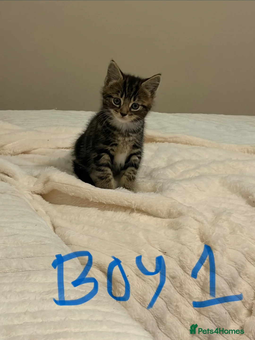 Mixed Breed cats for sale: 2 boy kittens for sale - Advert 2