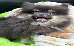 Pomeranian dogs for sale: Bear the tiny Pomeranian  - Image 15