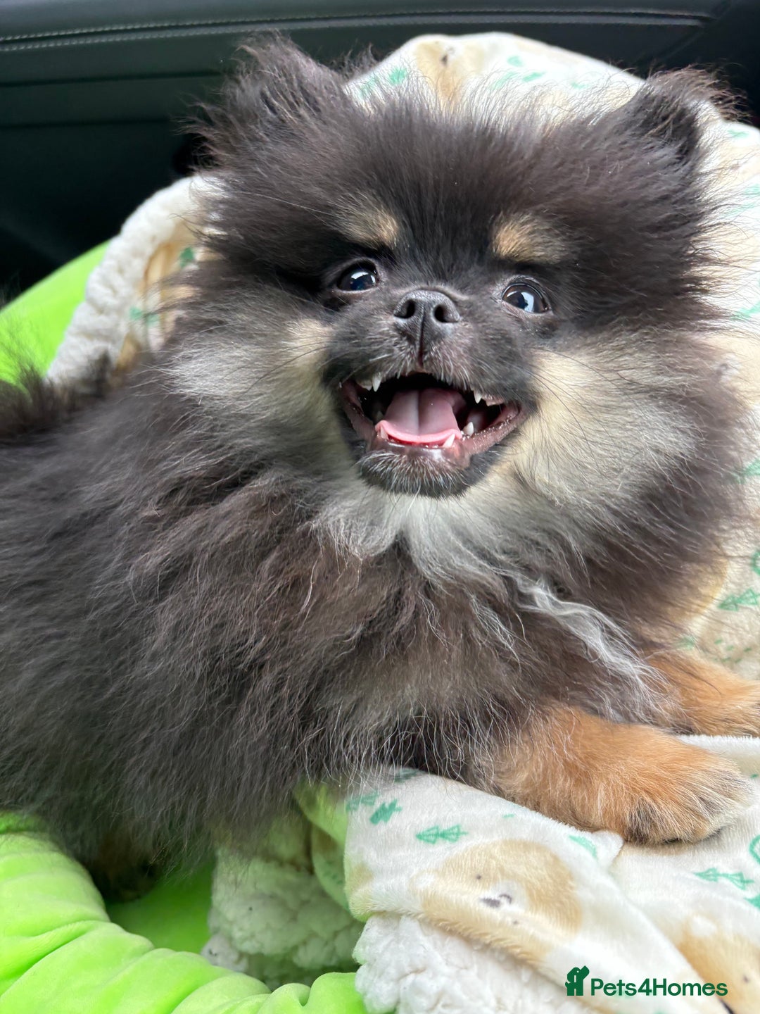 Pomeranian dogs for sale: Bear the tiny Pomeranian  - Image 15