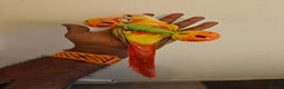 Conures birds for sale: Beautiful tammed Suncheek conure - Advert 6