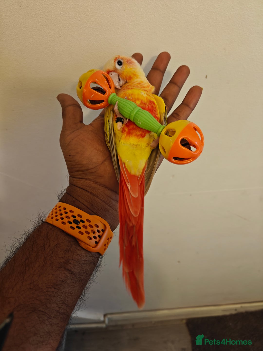 Conures birds for sale: Beautiful tammed Suncheek conure - Advert 6