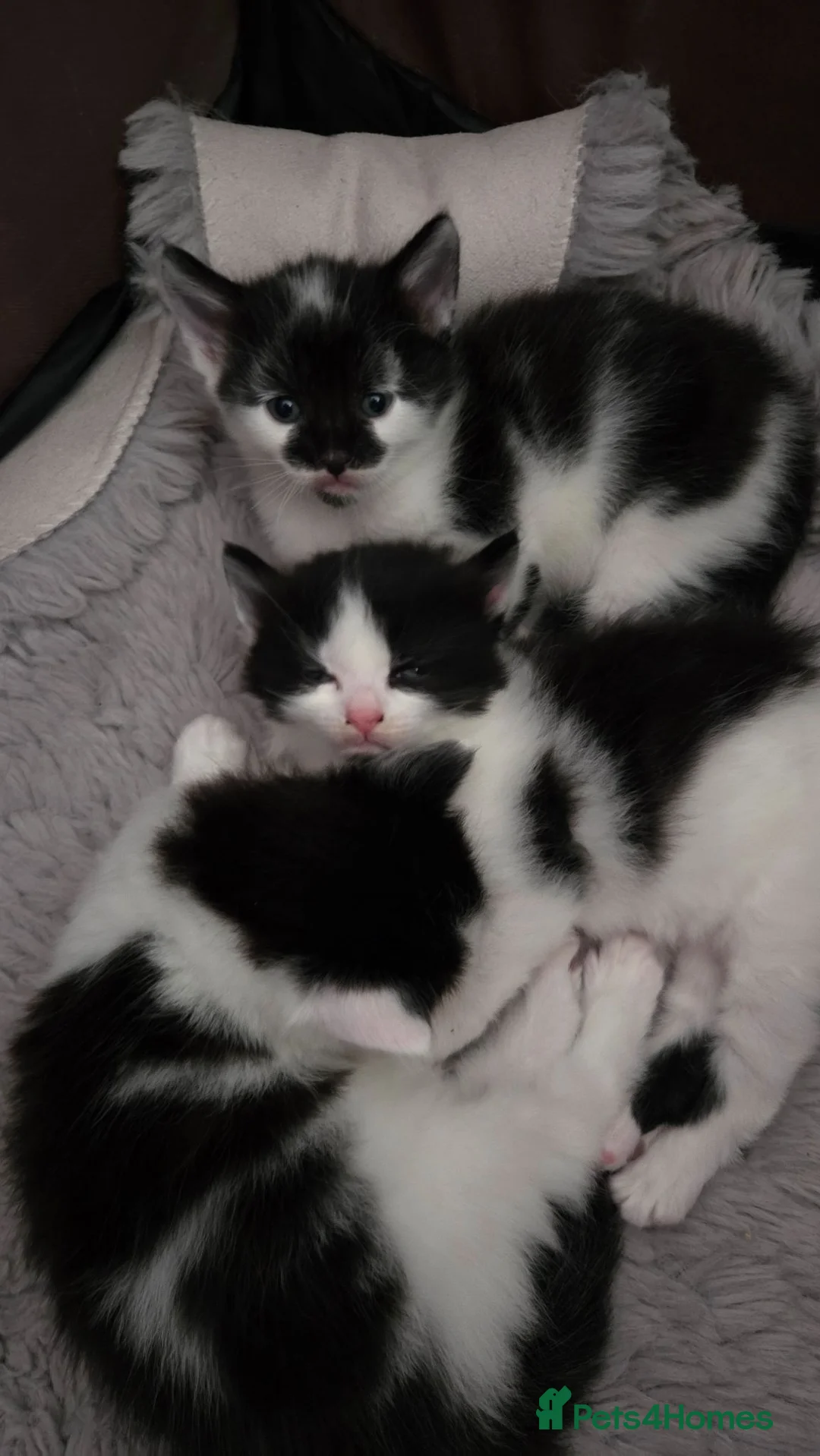 Mixed Breed cats for sale: One male and one female kitten available  - Advert 2