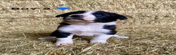 Border Collie dogs for sale: Border Collie Puppies - Advert 5
