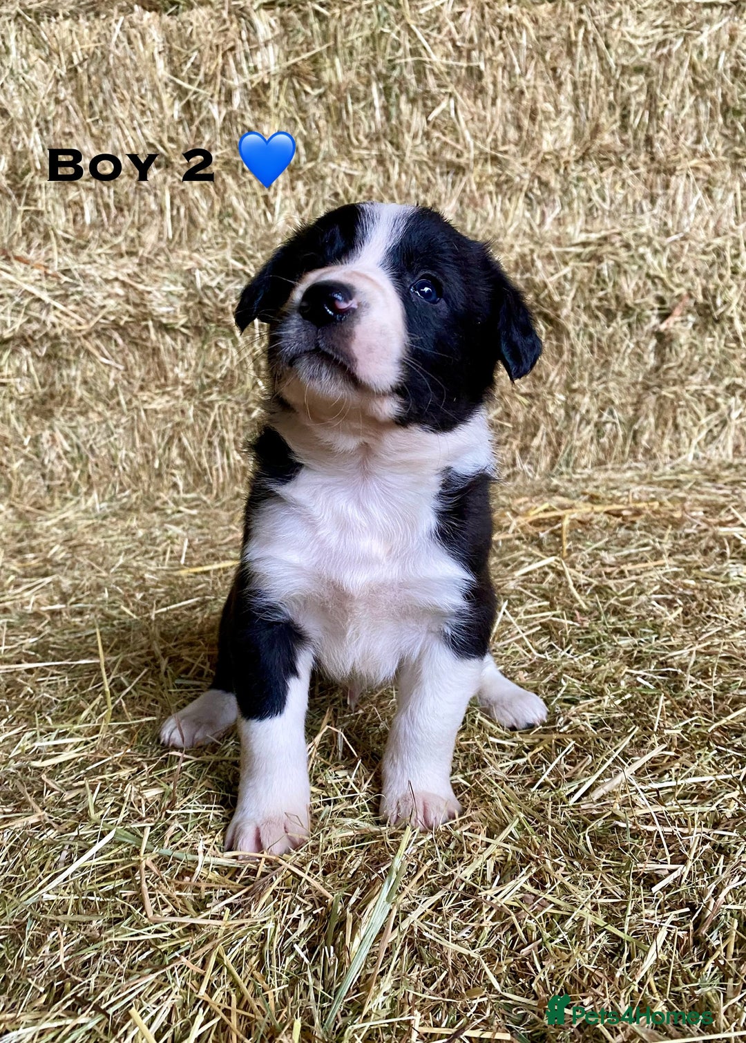 Border Collie dogs for sale: Border Collie Puppies - Advert 5
