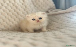 Persian cats for sale: 4 Beautiful Pure Persian Kittens PKD Neg - Image 7