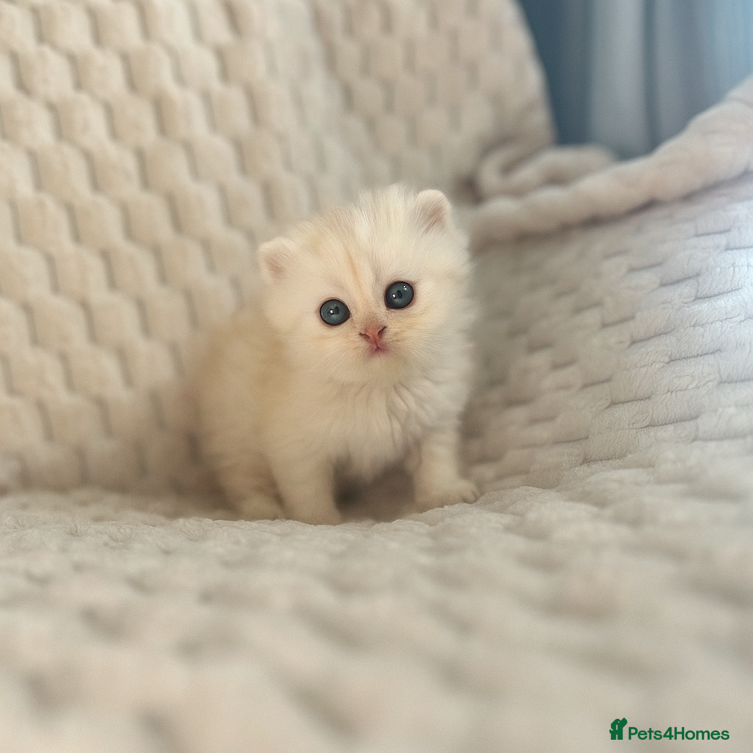 Persian cats for sale: 4 Beautiful Pure Persian Kittens PKD Neg - Image 7