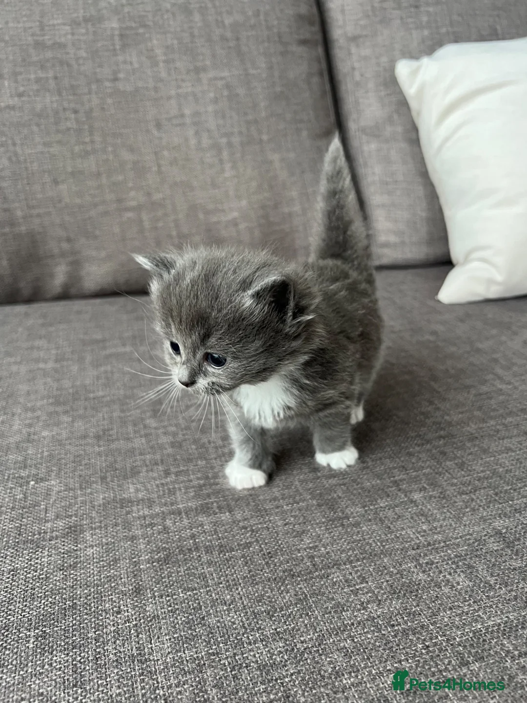 Mixed Breed cats for sale: Gorgeus kittens - Advert 7