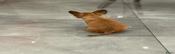 Mixed Breed dogs for sale: French/Chihuahua girlie - Advert 2