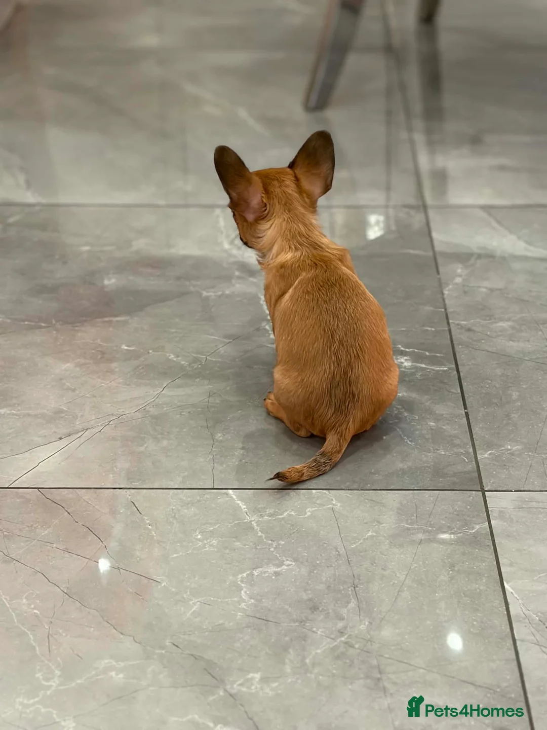 Mixed Breed dogs for sale: French/Chihuahua girlie - Advert 2