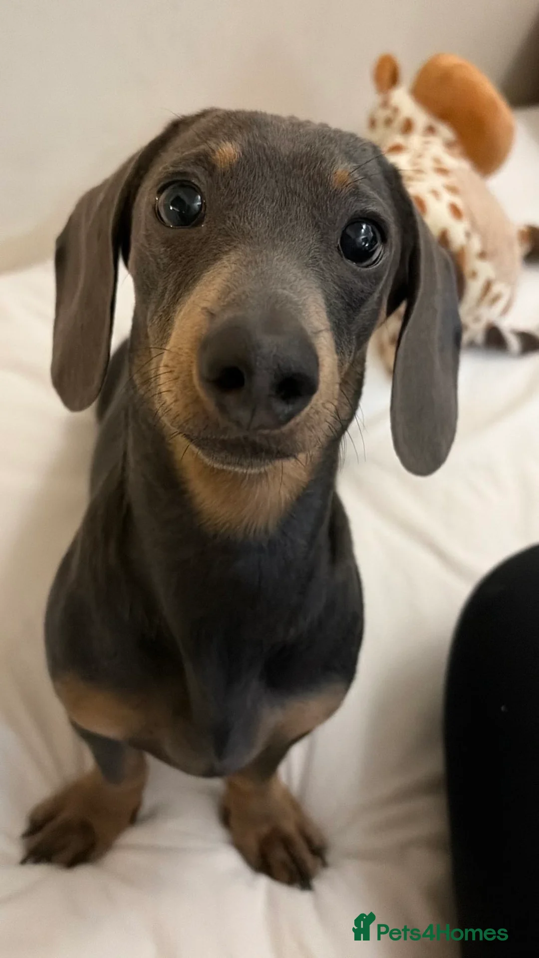Miniature Dachshund dogs for stud: Blue smooth haired miniature dachshund for stud - Advert 2