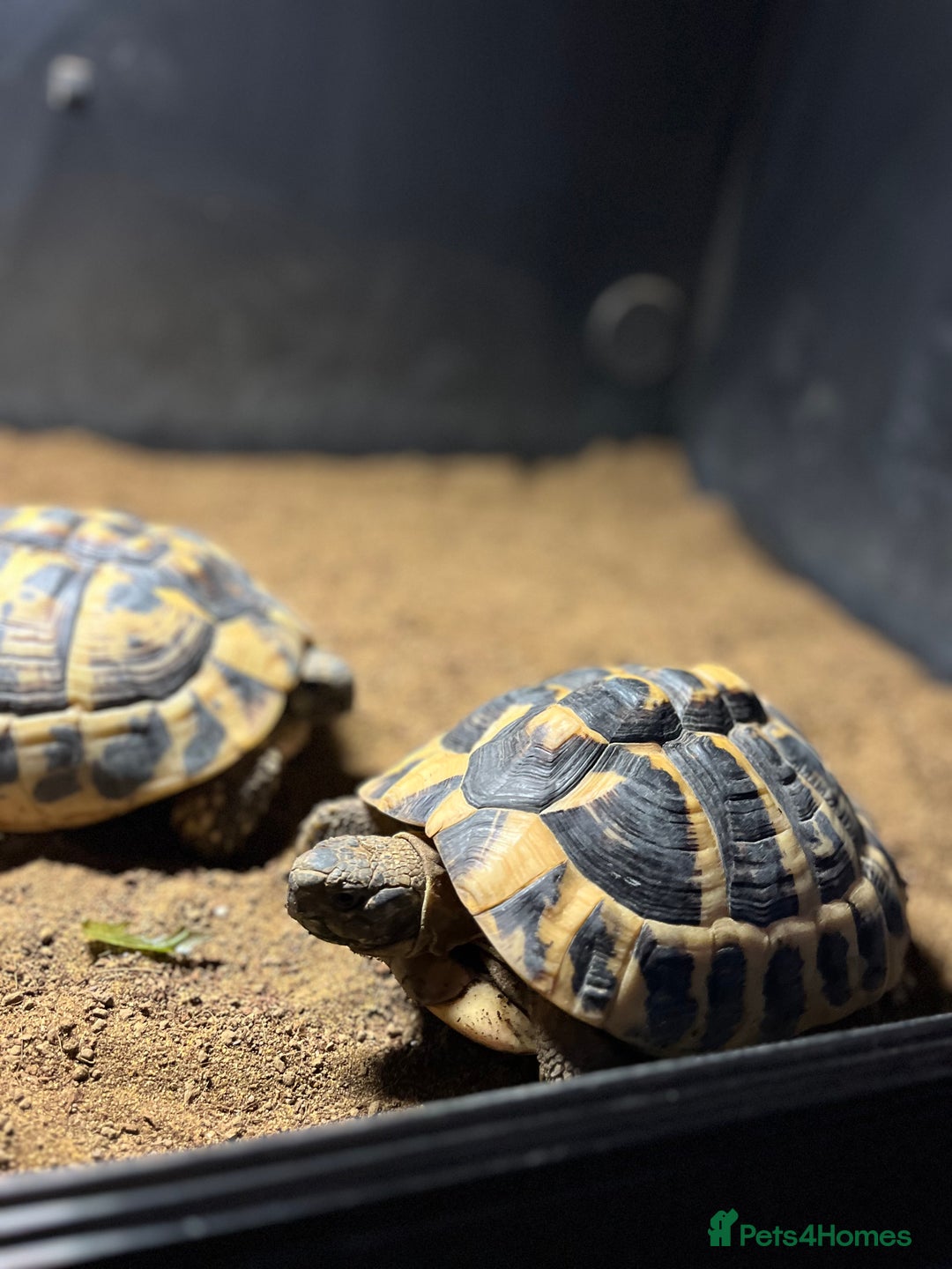 Snake reptiles for sale: Ball python / other - Advert 4