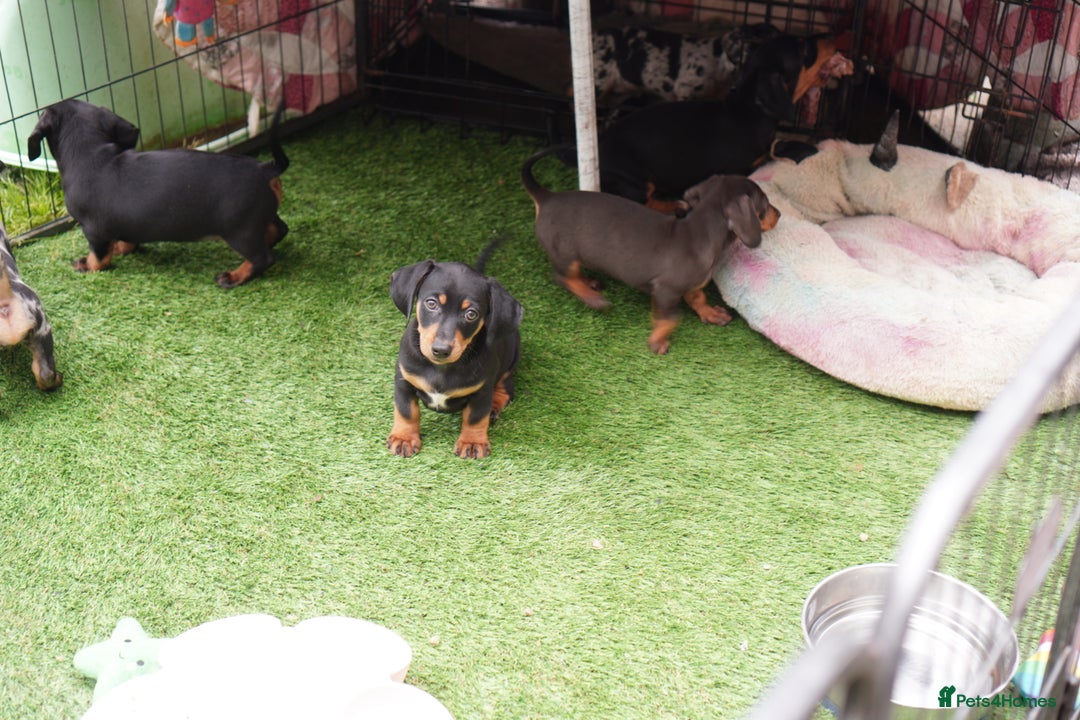 Miniature Dachshund dogs for sale: Miniature Dachshund Puppies - Image 14