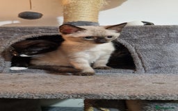 Bengal cats for sale: Gorgeous Bengal/Savannah x DS - Image 10