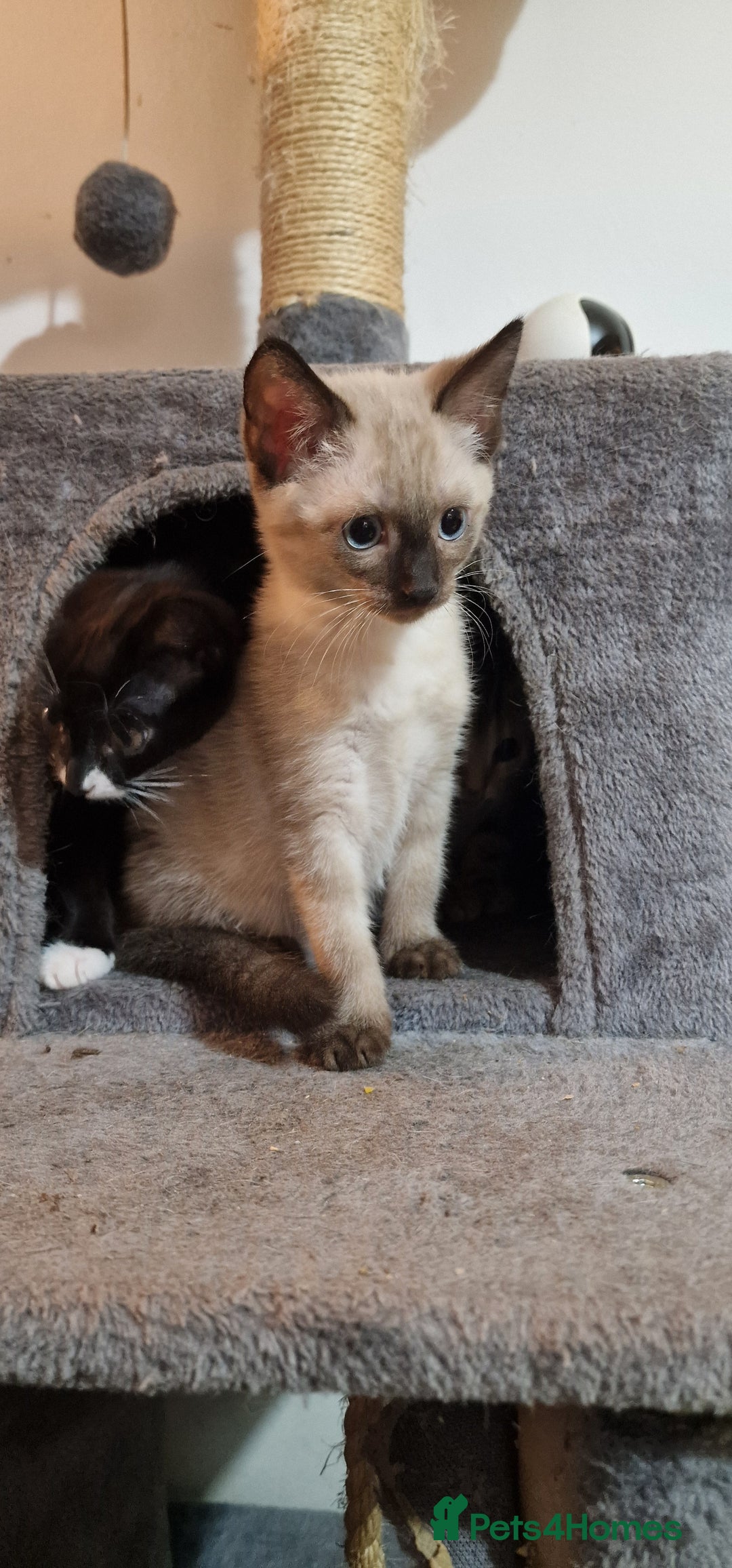 Bengal cats for sale: Gorgeous Bengal/Savannah x DS - Image 10