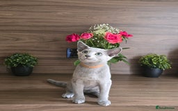 Russian Blue cats for sale: Russian Blue kittens Tica registered  - Image 16