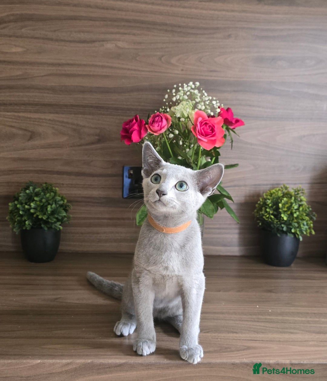 Russian Blue cats for sale: Russian Blue kittens Tica registered  - Image 16