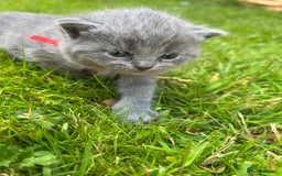 British Shorthair cats for sale: Blue British shorthair  - Image 13